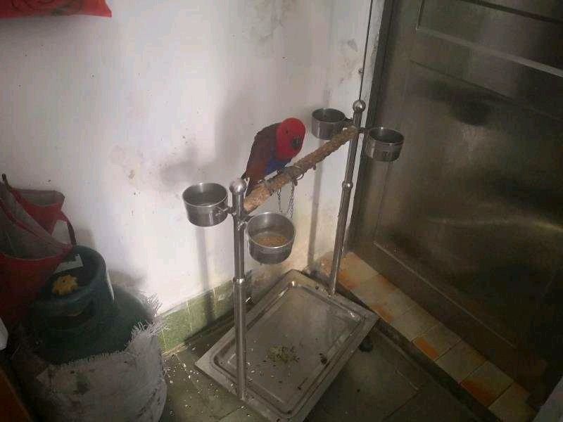  市公安局|高新公安成功破获1宗非法收购珍贵、濒危野生动物案