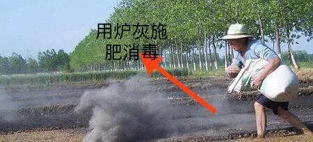  病害|想要温室大棚的秋葵获得高产，2种常见病害的防治是关键