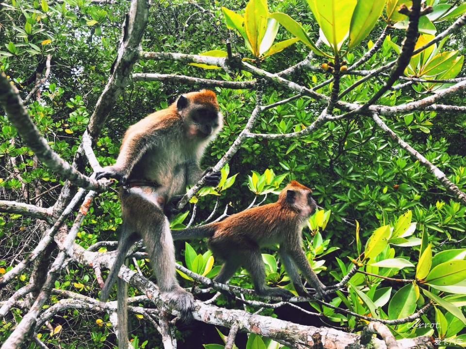  新加坡|一个人旅行之--新加坡印度尼西亚民丹岛