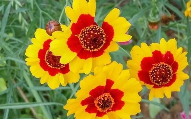  青云直上|8月开始与钱有缘，事业青云直上，摇身变富人的四大生肖