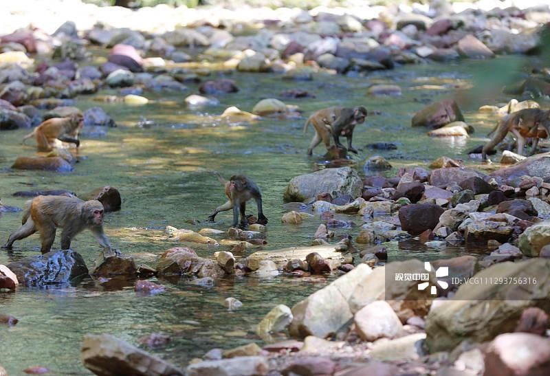 高温|张家界:高温持续 猕猴戏水觅清凉