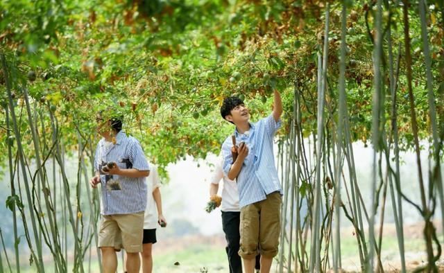 向往|《向往4》正式开播,周迅全程素颜出镜,何炅节目现场飙