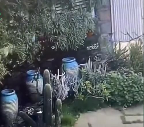 捡起来|请把素质捡起来，游客5脚踹断景区仙人掌，转头就跑