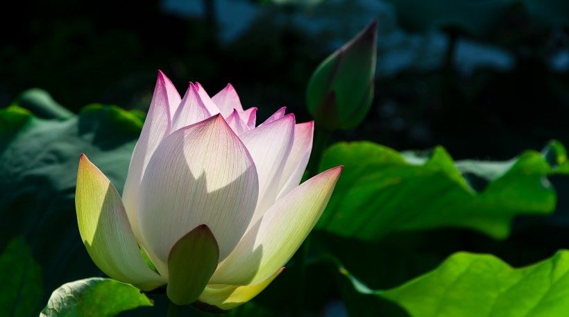 健康运势|8月开始双喜临门,横财一大把,穷日子过成好日子的四大属相