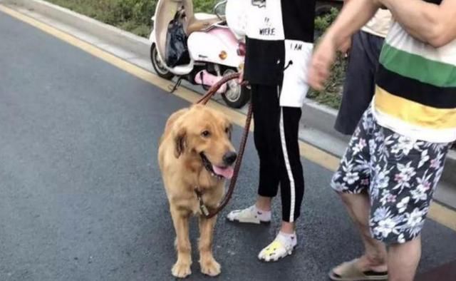  兰博基尼|金毛撞上兰博基尼，车损高达40万，业主：我的狗也受伤了