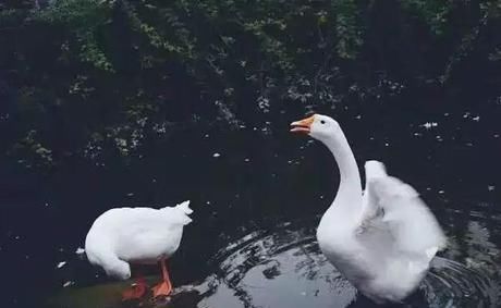 小院|20多岁的年龄差距,却把一个破烂的农家小院变成了“桃花源”