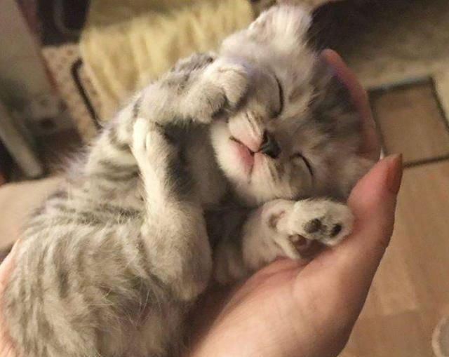 听说|听说跟猫同眠会睡得更香？网友：让你见识一下，什么是半夜蹦床迪