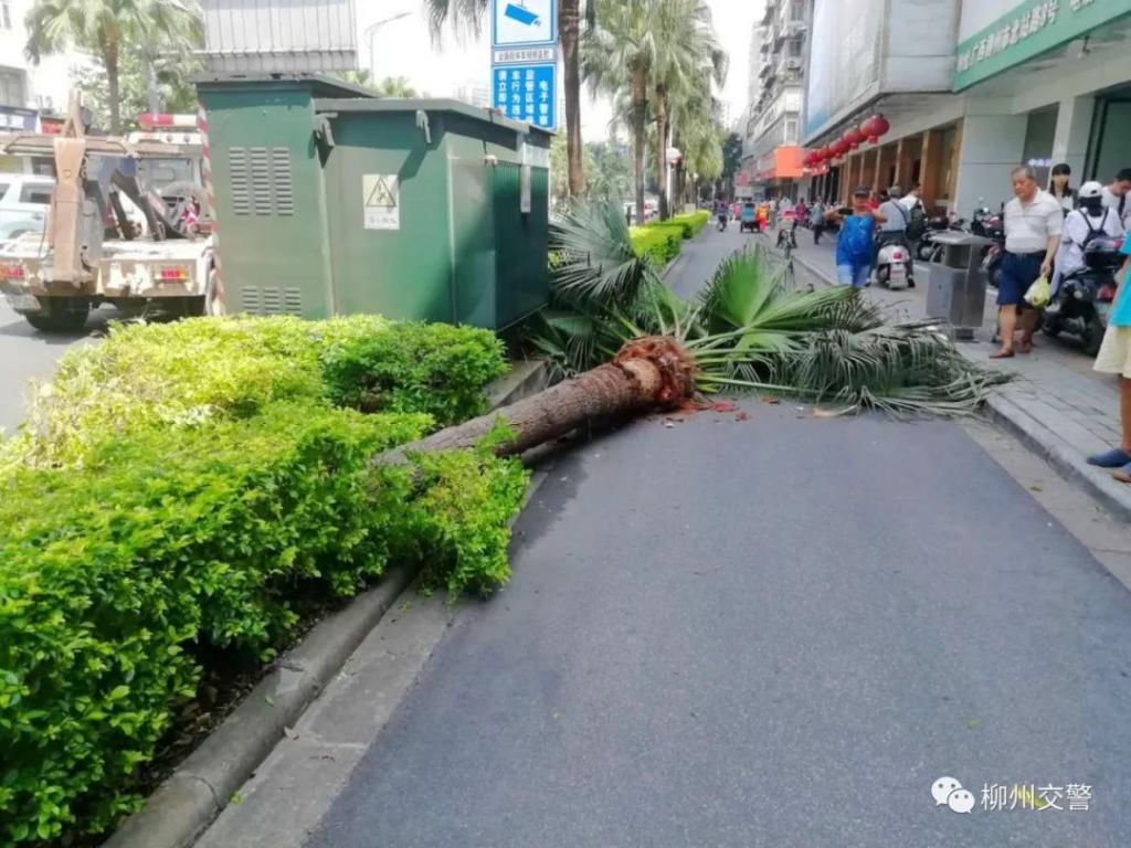  覆车之戒|覆车之戒 | 一个酒驾，两个撞树，“杯具”就这么发生了...