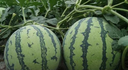 原因|小伙脑洞大开,卖西瓜去籽还雕花,路人只看不买,得知原因扎心了