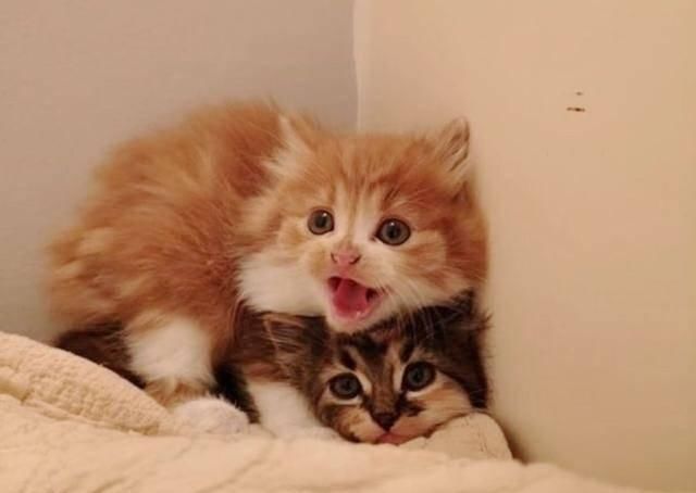  捡回|散养猫捡回三只小奶猫，主人都愣了：你不是已经绝育了吗