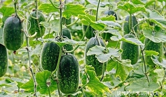 专家|冬瓜怎么种植?知道了这些,你也是半个专家!