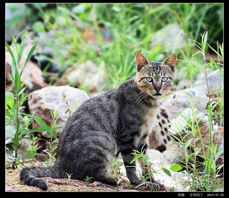 野猫|濒临灭绝物种 · 小型猫科动物 —— 野猫