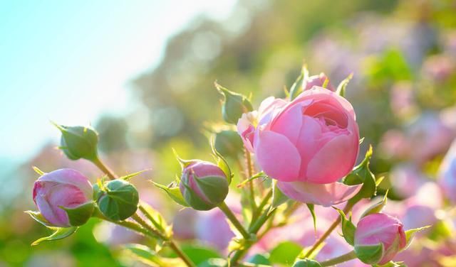  开花|现在养月季，学会这样“伺候”，开花美上天