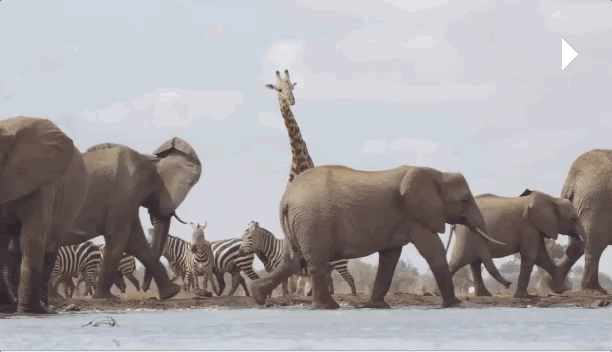  女王|为了躲避猎杀和寻找水源，女王带着族群，开启了逃亡之旅