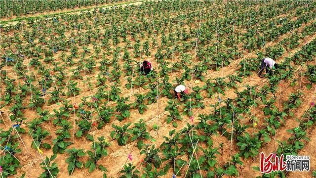 大暑|河北：大暑将至农事忙