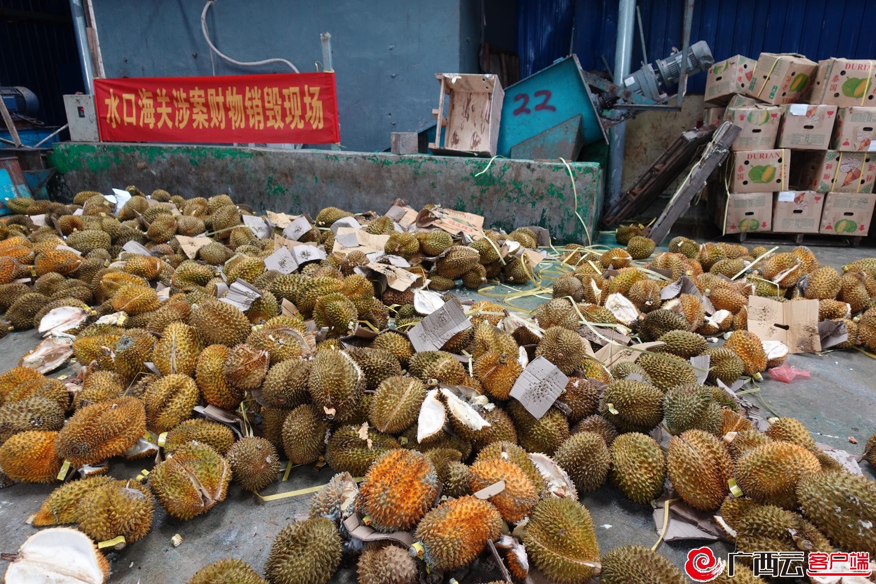 走私|海关又双叒叕销毁49吨走私榴莲