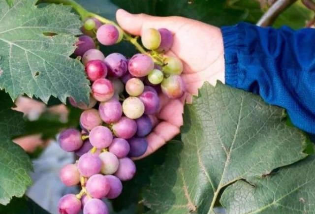 保健|葡萄火热上市,此时吃最好,学会一招,让葡萄的保健功效发挥最大