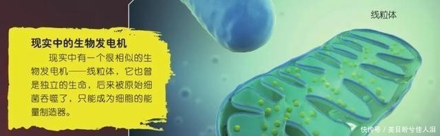 人类|人类与机器的未来会是哪一种?