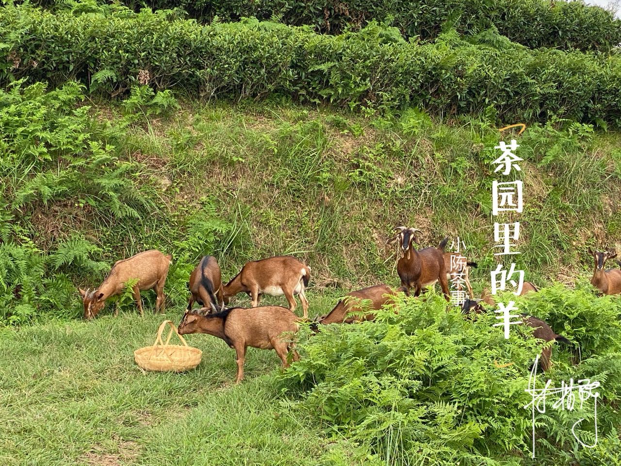 内幕|早上市的秋白茶，你敢买吗？看完这四个内幕，茶友们都握紧了钱包