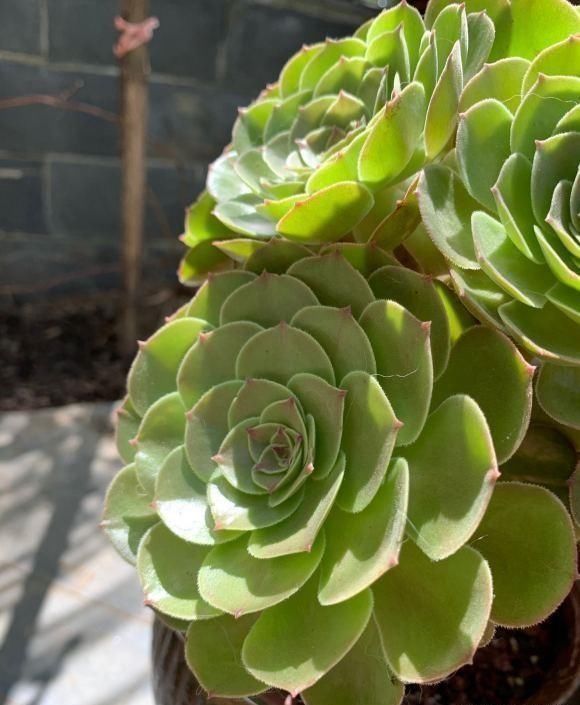 盆里|法师睡醒了，叶子伸展开了，盆里撒点缓释肥，侧芽呼呼爆不停