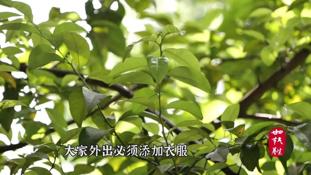 白露时节应滋阴润肺(白露宜养生 这道药膳养阴润肺)