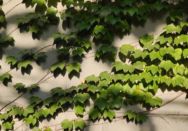  包装|为什么说iQOO 5是iQOO截至目前变化最大的手机