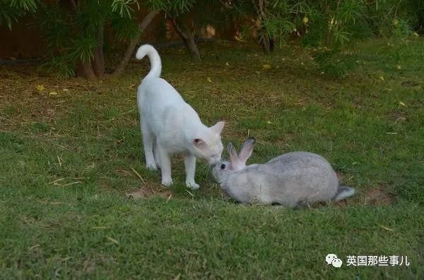  沙漠|霓虹妹子嫁到阿联酋，在5万平米的沙漠＂后院＂里养猫养骆驼?!