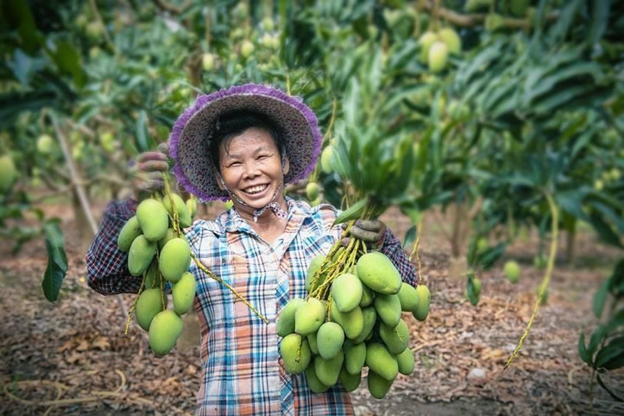  个个|芒果来啦！个个果香肉甜!