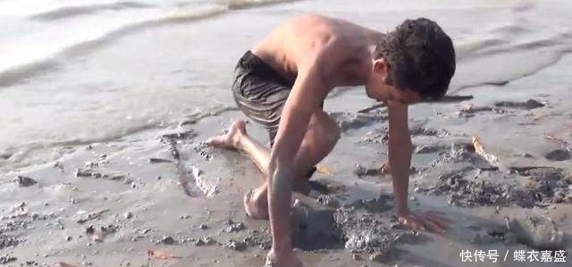 皮皮虾|海滩上发现有两个小洞 男子竟把腿伸进去 大呼: 原来它住在里面