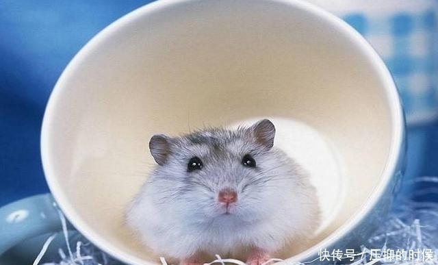  出笼|买只仓鼠跟猫咪作伴，仓鼠出笼后场景大乱，铲屎官：我太难了