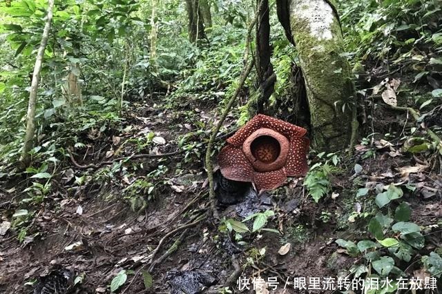 哪种|水果界的“李佳琦”,吃遍3000多种水果,哪种最好吃