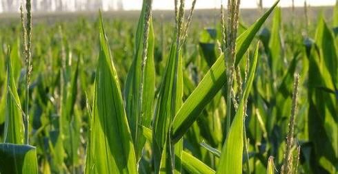  玉米|地里干活的农村妇女最怕这三件事，尤其是最后一件，你经历过吗？