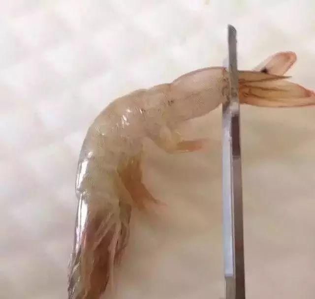 切成|教你切花刀!轻松做出鱿鱼花卷、开背虾、松鼠鱼→