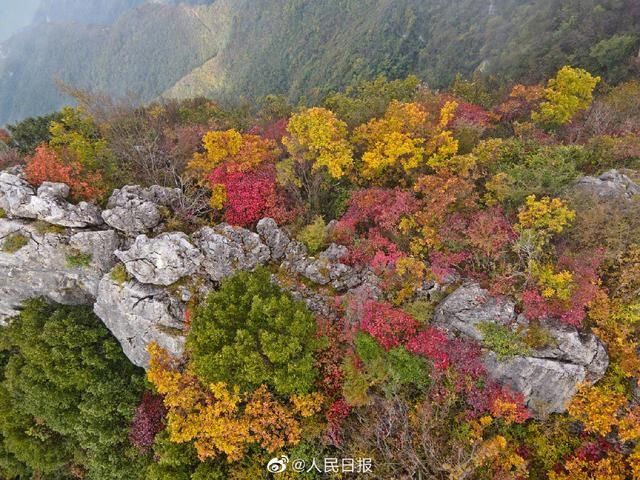  迎来|美！重庆巫峡红叶迎来最佳观赏季