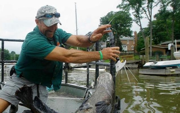  鲤鱼|继亚洲鲤鱼之后，美国在河中又发现一种凶猛鱼类，能在陆地上行走