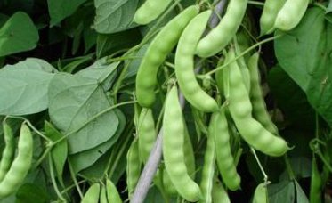  农民|2020年种豆角，这三种害虫别不重视，及时做好2点豆角结荚又高产