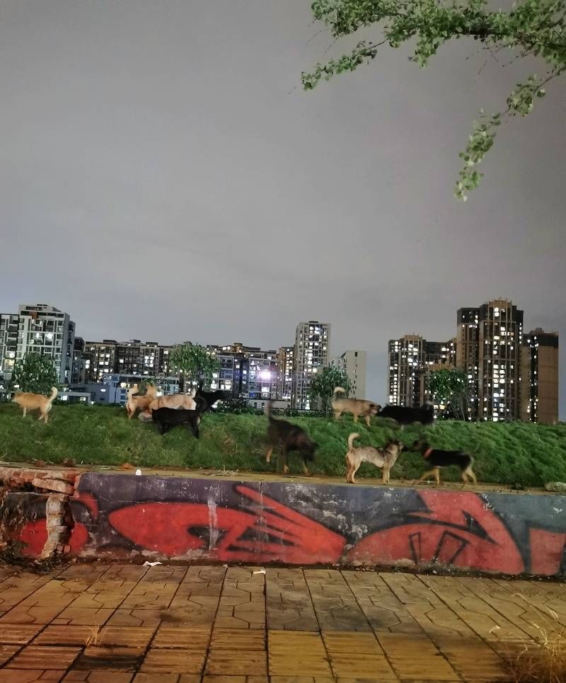  文明|一群流浪狗狗以社区为“家”引发居民安全担忧！建平安文明社区 ，请给流浪狗狗一个“家”