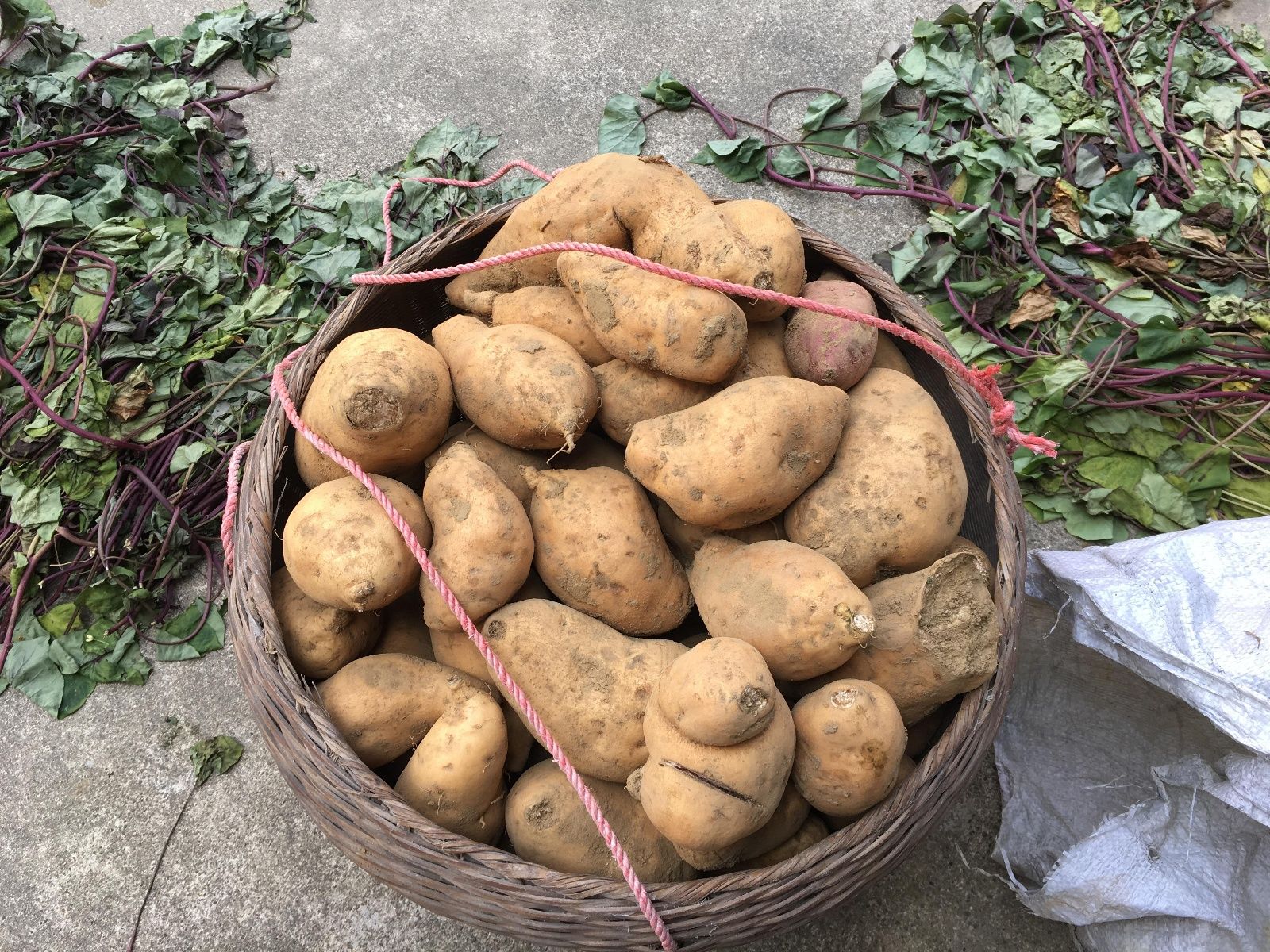 奢侈|晒晒农村父母的一日三餐，节俭不奢侈，网友：像极了我父母吃的