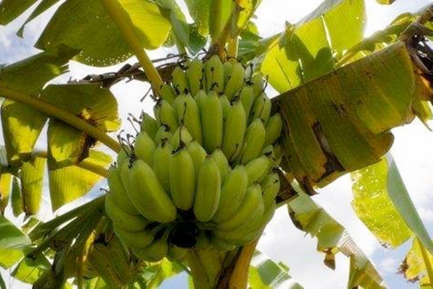  香蕉|美国史上两次“香蕉战争”，一次跟香蕉有关，一次却跟香蕉不沾边