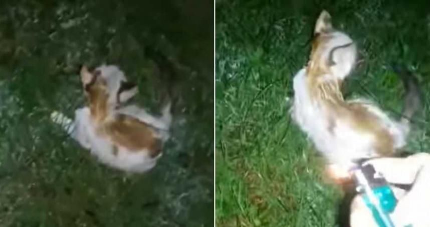  幼猫|幼猫遭“淋汽油点火”虐杀，狂奔30秒倒地惨死，动物协会悬赏万元缉凶