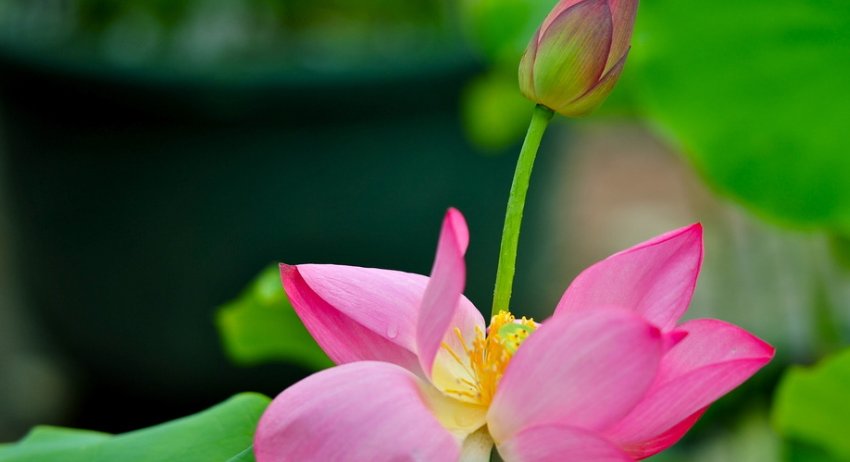 子女|“人好不如命好”的三个生肖女，丈夫疼爱子女孝顺，生活安逸富足