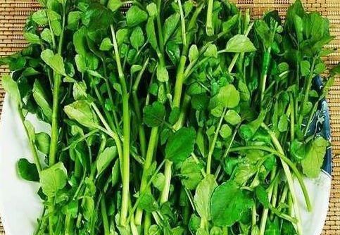 清燥|立秋后，咳嗽痰多不舒服，莫慌！常食此野菜，清燥润肺、化痰止咳