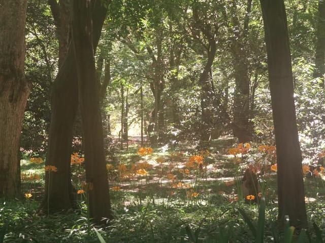  同步|美成梦中幻境！杭州这种花进入盛花期，2020植物园石蒜花展同步开启