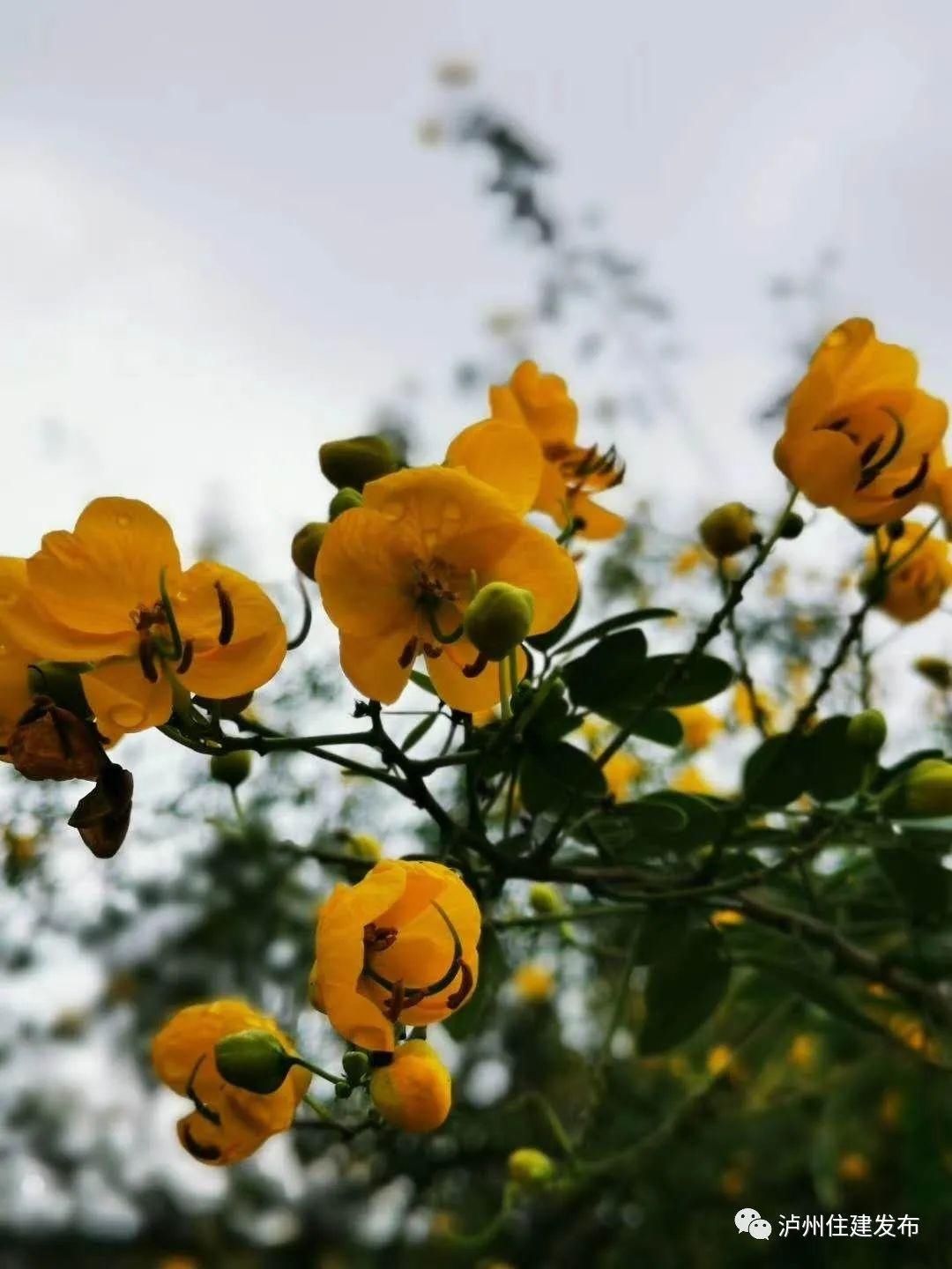 黄花|十月花事｜黄花槐盛情不衰点亮一城秋色