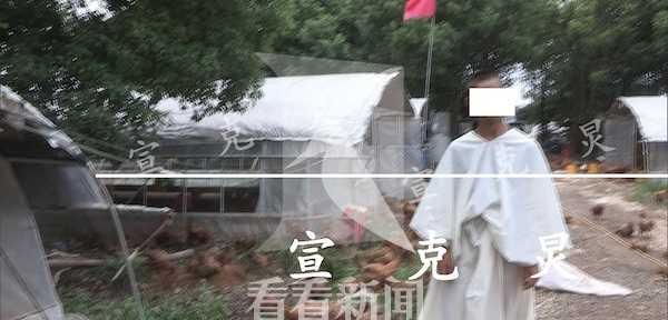  意外发生后|养鸡场主人疑触电身亡 2万只鸡遭殃一半已被热死