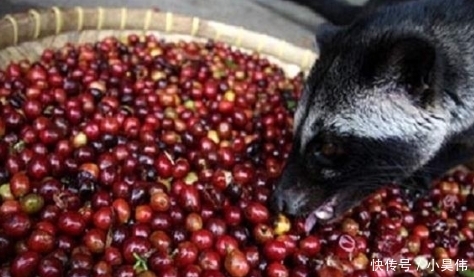 咖啡|深挖“猫屎咖啡”制作过程,网友:良心不会痛吗?