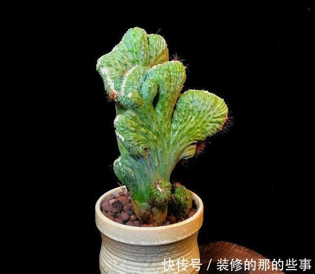 葱翠|葱翠壮丽如手掌的泰国山影,五指山这么养护,苍劲雄浑巍峨挺立