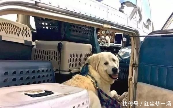  收容所|工程师贷款买飞机，2年来救助上千只毛孩，帮助它们逃离安乐死