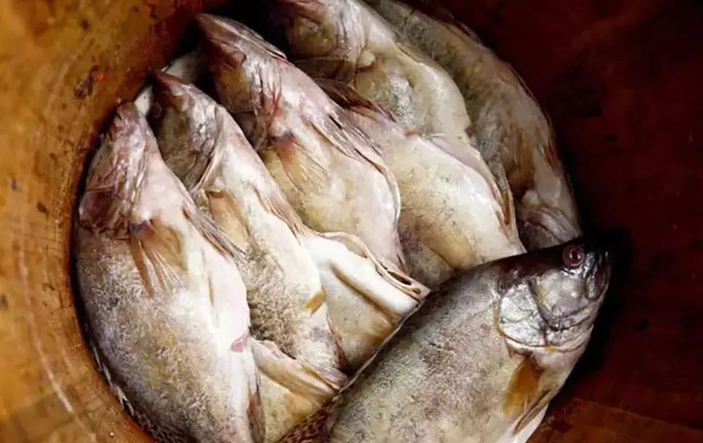 古时|古时被誉为“天上龙肉”,臭了也是一大美味,如今野生几乎绝迹