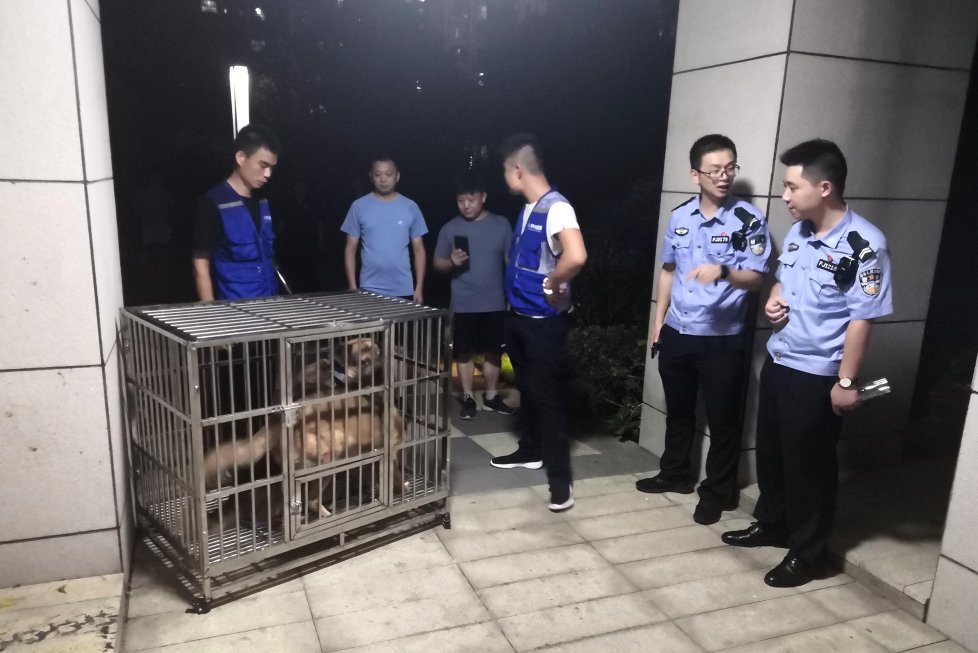 文明|整治不文明养犬！长沙公安3个月执法办案3902起